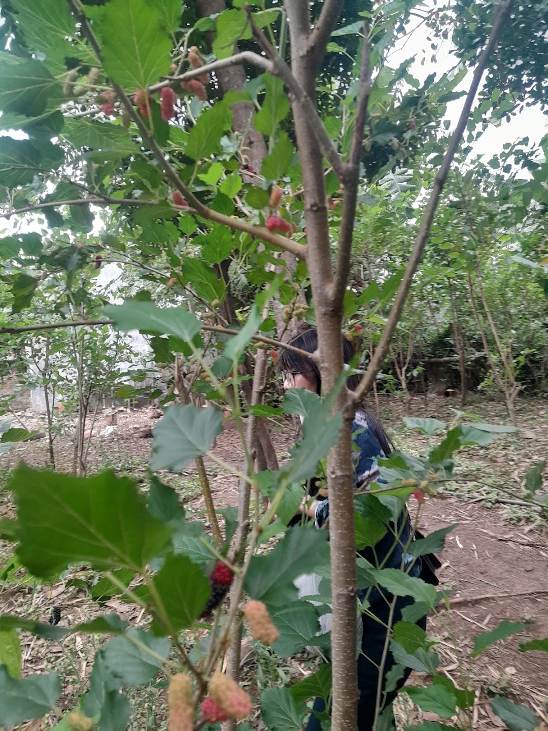 Kebun Murbei